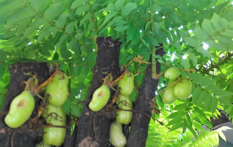 belimbing-wuluh-untuk-mengurangi-darah-tinggi---kolesterol