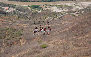 5 Flying Fox Terekstrim di Dunia