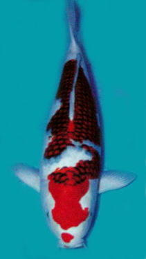 Jual Aneka Koi Unggulan ( Blitar )