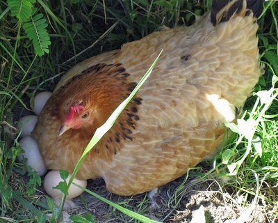 12 Fakta Tentang Telur 