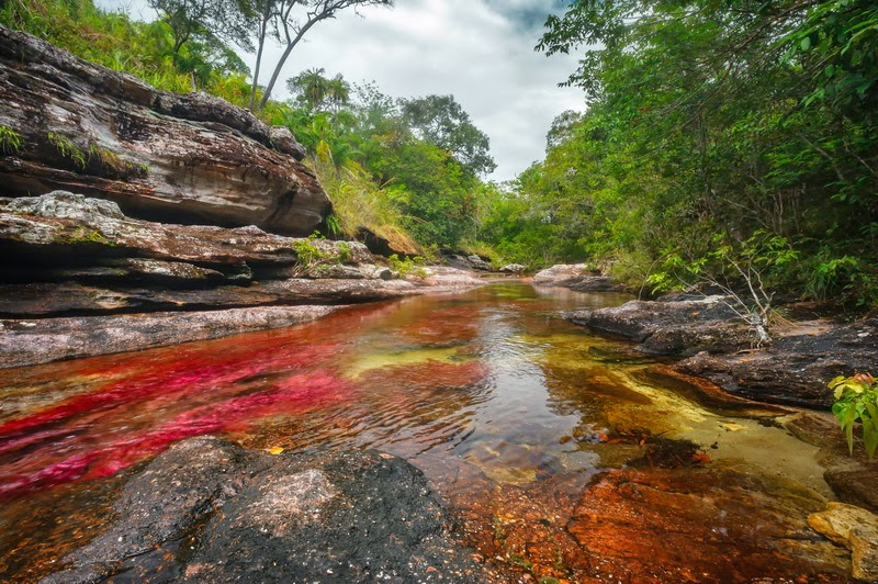 Cano Cristales, Keindahan Sungai Lima Warna Dari Kolombia