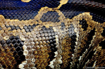 Satpam Di Bali Tewas Mengenaskan Setelah Dililit Ular Python