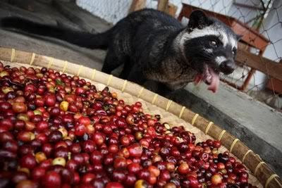 Proses Pembuatan Kopi Luwak 