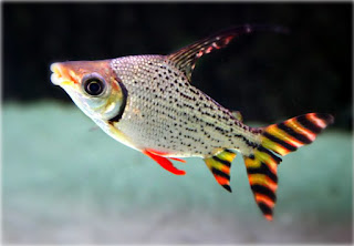 Jenis Ikan Pemakan Lumut Terbaik Yang Cocok Sebagai Tankmate Ikan Anda