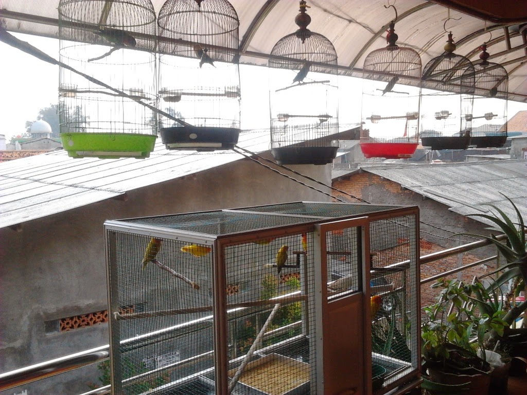 PENANGKARAN LOVE BIRD & MURAI BATU MEDAN MACAM JENIS