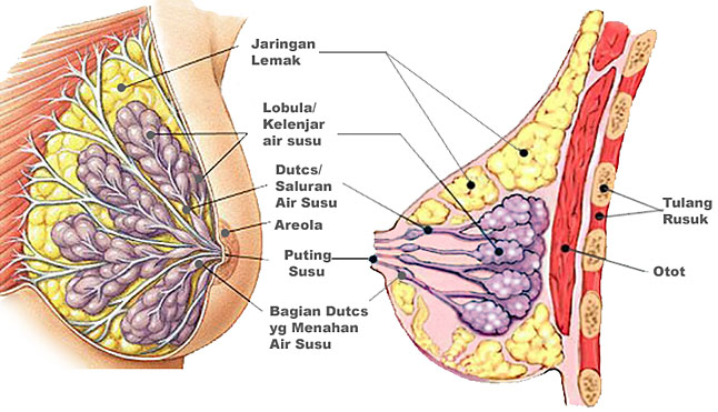 Yok kita intip isi dalam payudara wanita