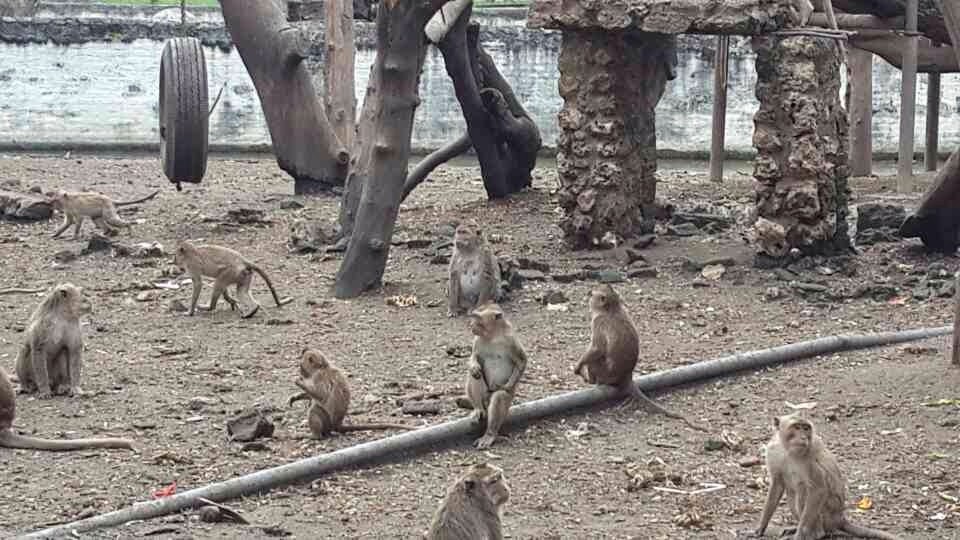 didatangi-fpi-kebun-binatang-surabaya-minta-maaf-namai-bayi-unta-aminah