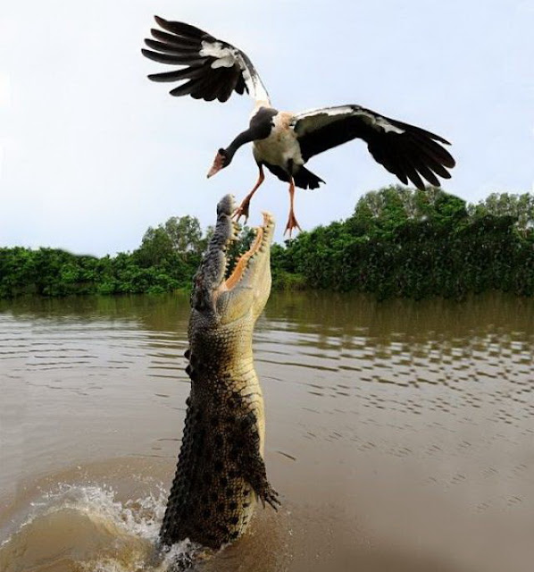 10 Fakta tentang Dinosaurus