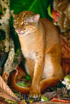  Kucing Berwarna Merah ini Hanya Ada di Kalimantan
