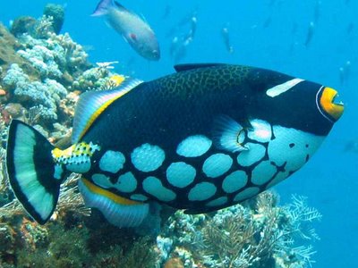 5 Diving Spot Paling Indah Di Indonesia