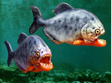 5 Ikan Buas Kanibal di Dunia