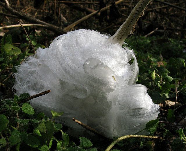 &#91;AMAZING&#93; Frost Flowers: Es Yang Berbentuk Seperti Bunga (++PIC)