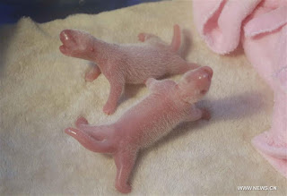 Panda Raksasa di Macau Lahirkan Anak Kembar