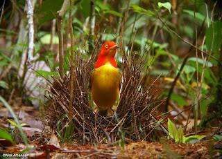 Burung Namdur, Disainer Sarang Terhebat