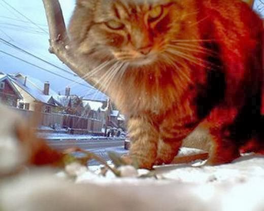 12 Kucing Dengan Profesi Istimewa