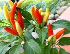 &#91; HOT &#93; 9 Cabai Terpedas Di Dunia 