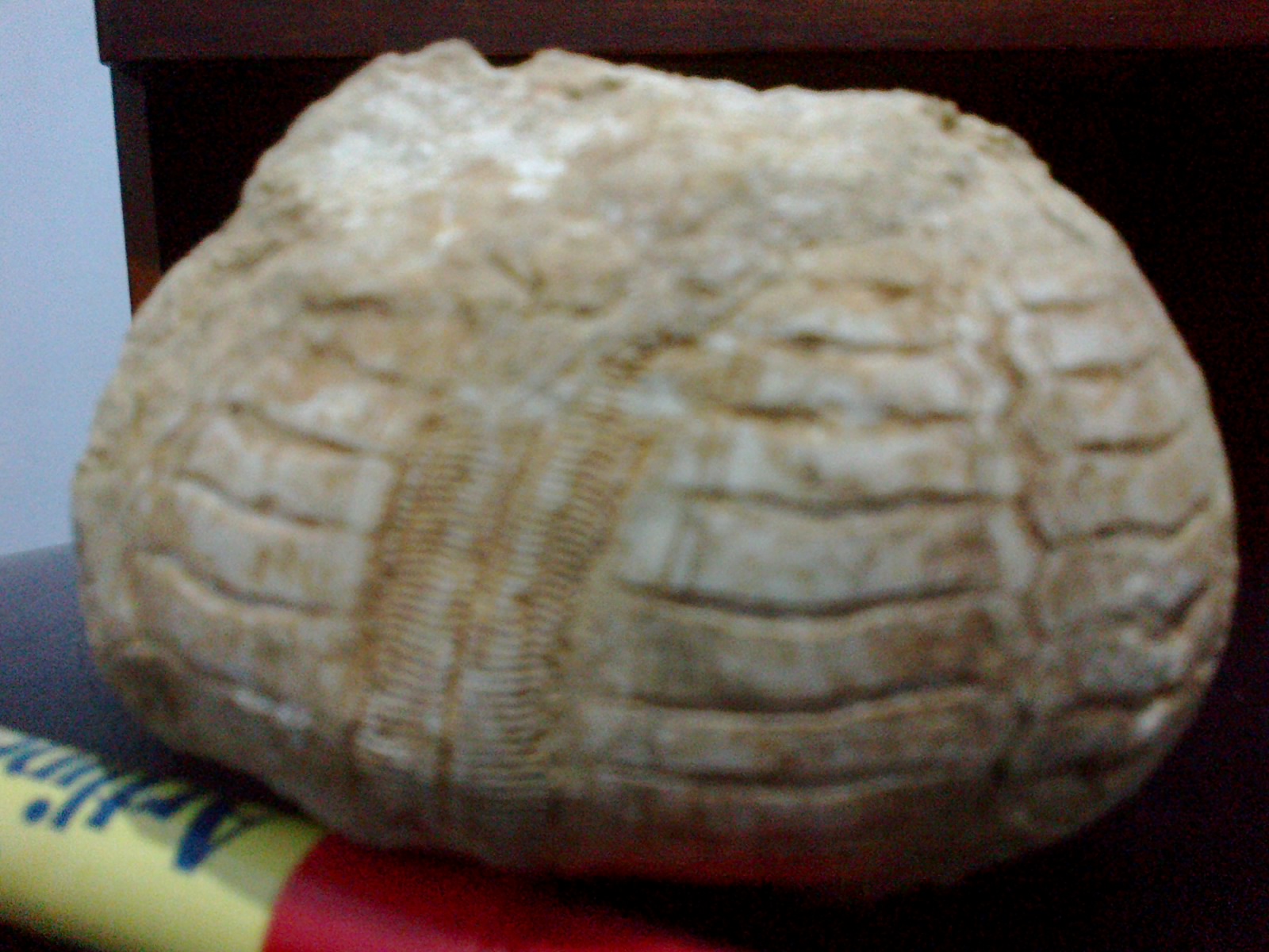 Hasil temuan Fosil - fosil ane ... : )