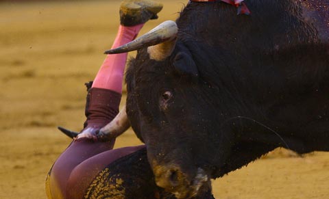 UPSS...Aksi Ngeri Ditanduk BANTENG .. Ngeriiii gan...