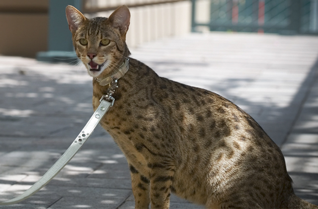 Fantastis! Inilah 5 Ras Kucing Termahal di Dunia