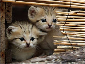 Mengenal Lebih Dekat Sand Cat ( Kucing Pasir )