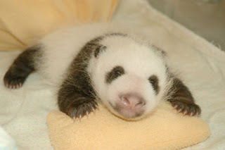 Proses Pertumbuhan Panda Sejak Lahir Hingga Tumbuh Bulu Hingga Jadi Panda Yang Lucu