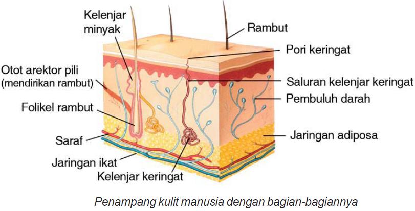 Inilah Bagian - bagian / Organ manusia Termahal