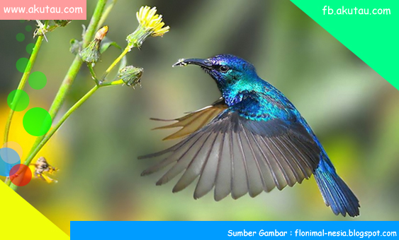 Kolibri, burung cantik yang bisa terbang mundur