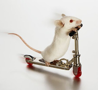 ASAL USUL TIKUS PUTIH >>