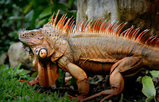 Berbagai Jenis Morph Iguana di Dunia 