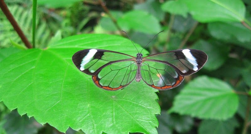 Ini dia si kupu-kupu tanpa sayap !