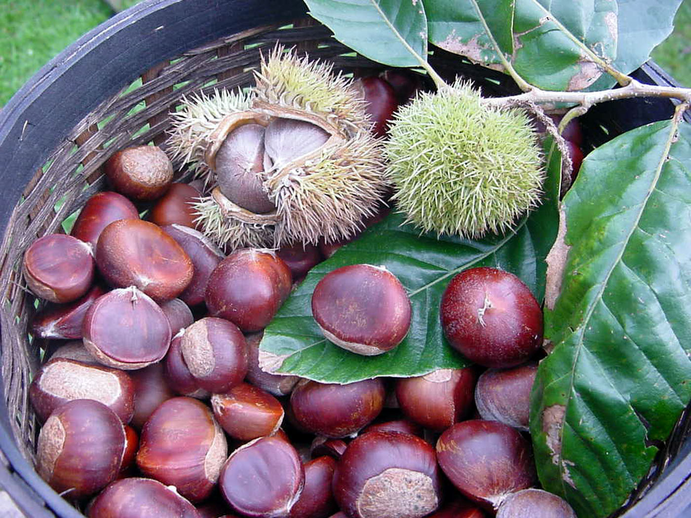 13 Makanan Sehat saat Musim Dingin