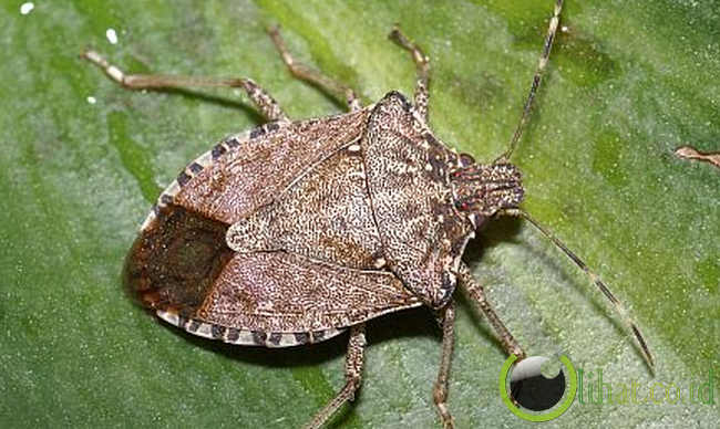Bau Busuk Jadi Sumber Pertahanan 5 Hewan ini