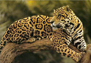 10 Spesies Kucing Terbesar di Dunia 