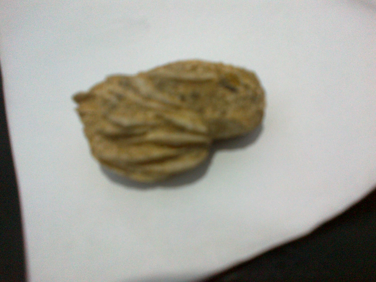 Hasil temuan Fosil - fosil ane ... : )