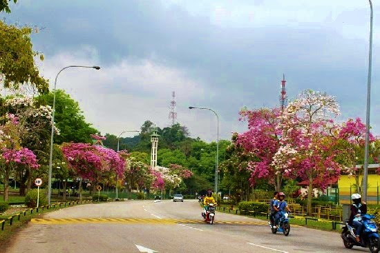 Ga Cuma Jepang, Indonesia Juga Punya Bunga Sakura