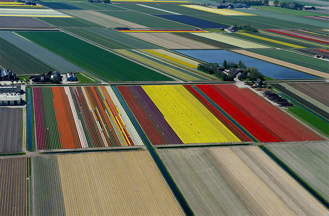 Foto: Pemandangan Indah Taman Bunga Tulip di Belanda