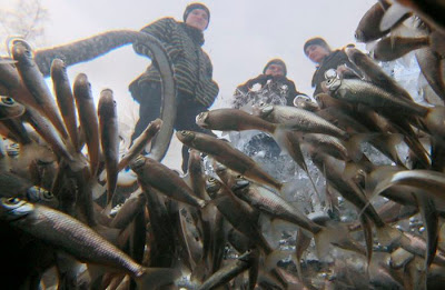 Malangnya ikan ini !! berjuang untuk mendapatkan oksigen