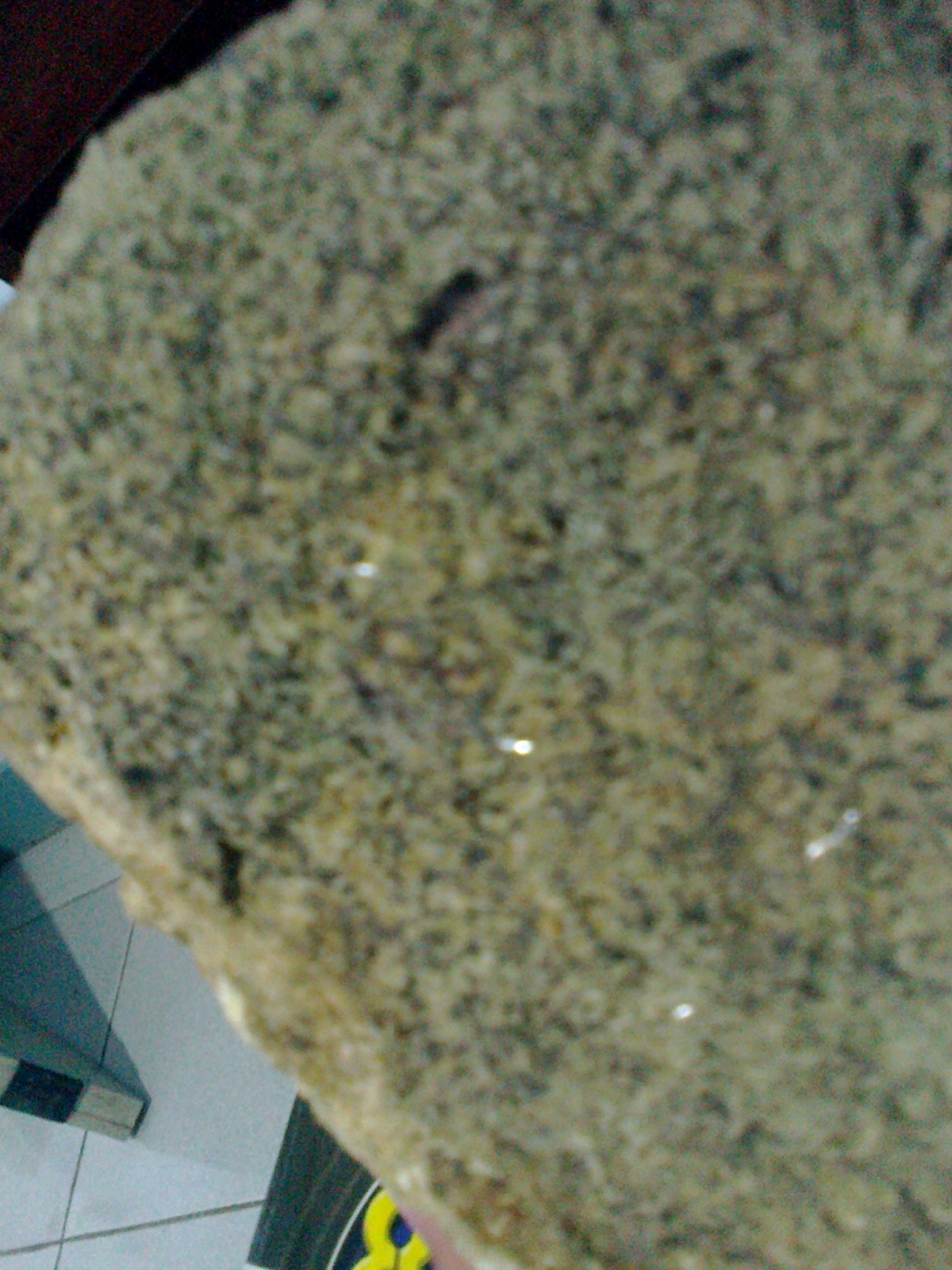 Hasil temuan Fosil - fosil ane ... : )