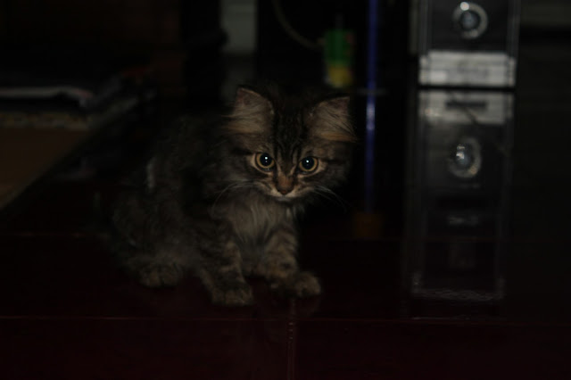 post-kucing-agan2-yu-kita-share--pecinta-kucing