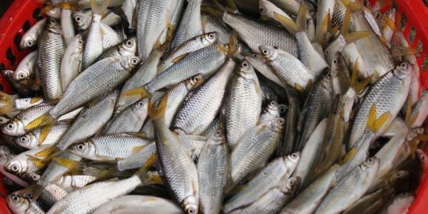 Ikan Pora-pora, Buah Tangan dari Danau Toba