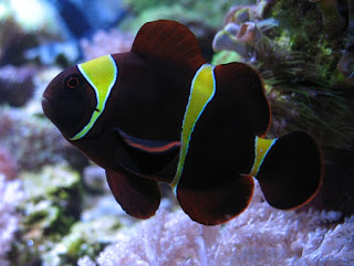 9 Jenis Ikan Badut (Cownfish)