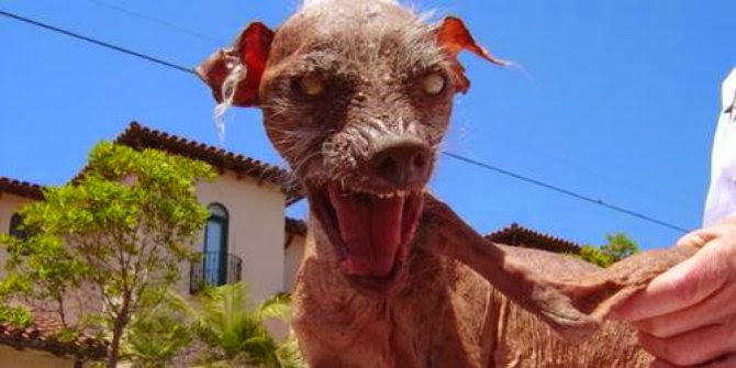 Anjing Paling Serem Di Dunia Gan