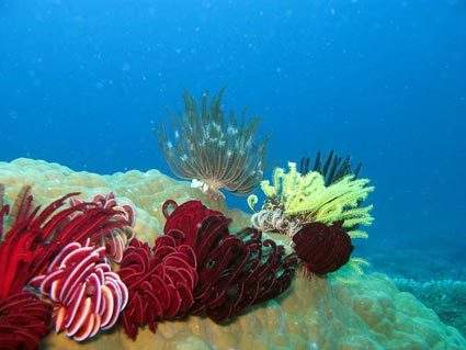 5 Diving Spot Paling Indah Di Indonesia