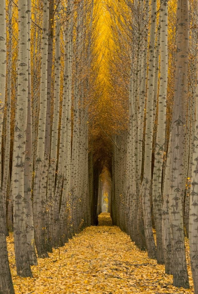 &#91;Nature&#93; : 25 Foto Pohon Menakjubkan Yang Belum Pernah Agan Lihat Sebelumnya