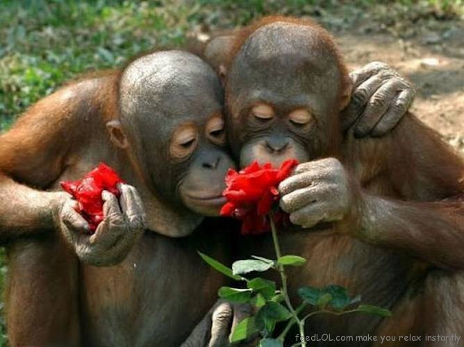 Indahnya Foto Hewan Penuh Cinta