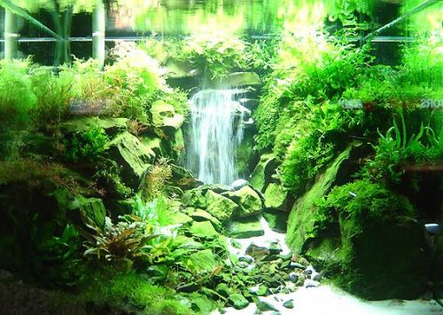 all-about-aquascape