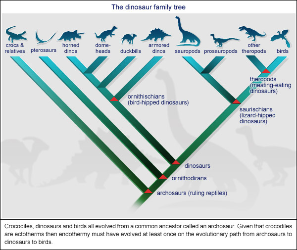 10 Fakta tentang Dinosaurus