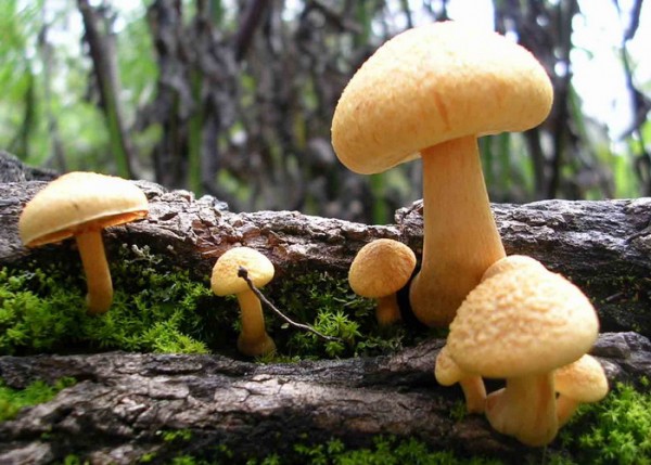 Makanan Alami yang dapat kita cari di Hutan/Gunung