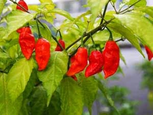 10 CABE TERPEDAS DI DUNIA