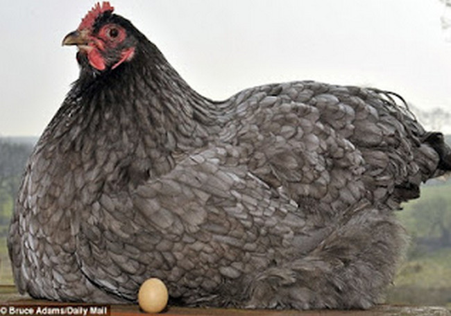Inilah Telur Ayam Ter Mungil di Dunia